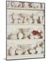 White Pottery on Shelves-Francis Hammond-Mounted Photographic Print