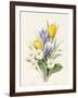 White Primroses and Early Hybrid Crocuses, 1830-Louise D'Orleans-Framed Giclee Print