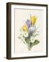 White Primroses and Early Hybrid Crocuses, 1830-Louise D'Orleans-Framed Giclee Print