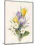 White Primroses and Early Hybrid Crocuses, 1830-Louise D'Orleans-Mounted Giclee Print