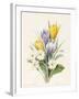 White Primroses and Early Hybrid Crocuses, 1830-Louise D'Orleans-Framed Giclee Print