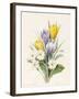 White Primroses and Early Hybrid Crocuses, 1830-Louise D'Orleans-Framed Giclee Print