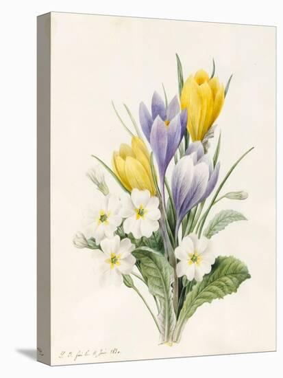 White Primroses and Early Hybrid Crocuses, 1830-Louise D'Orleans-Stretched Canvas