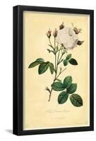 White Provence Rose-null-Framed Poster