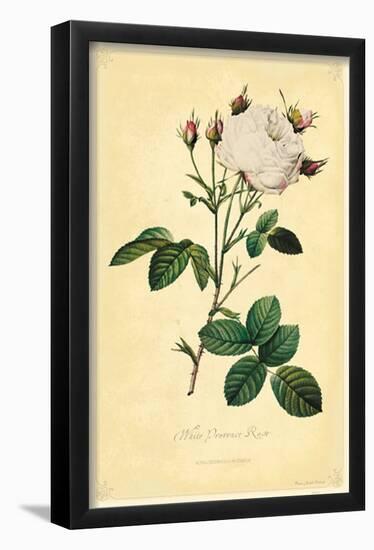 White Provence Rose-null-Framed Poster