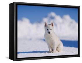 White Puppy in Snow-null-Framed Stretched Canvas