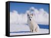 White Puppy in Snow-null-Framed Stretched Canvas