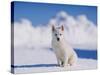 White Puppy in Snow-null-Stretched Canvas