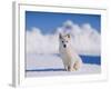 White Puppy in Snow-null-Framed Photographic Print