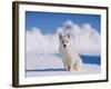 White Puppy in Snow-null-Framed Photographic Print