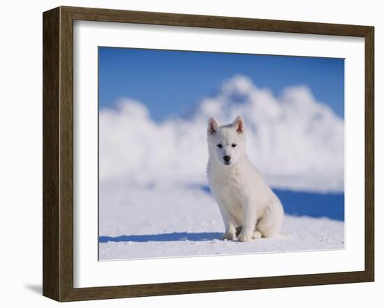 White Puppy in Snow-null-Framed Photographic Print