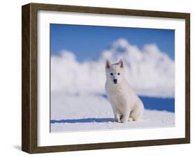 White Puppy in Snow-null-Framed Photographic Print