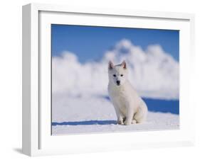 White Puppy in Snow-null-Framed Photographic Print