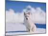 White Puppy in Snow-null-Mounted Photographic Print