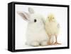 White Rabbit and Yellow Bantam Chick-Mark Taylor-Framed Stretched Canvas