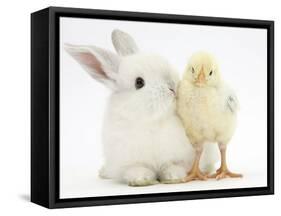 White Rabbit and Yellow Bantam Chick-Mark Taylor-Framed Stretched Canvas