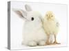 White Rabbit and Yellow Bantam Chick-Mark Taylor-Stretched Canvas