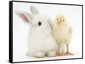 White Rabbit and Yellow Bantam Chick-Mark Taylor-Framed Stretched Canvas