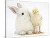 White Rabbit and Yellow Bantam Chick-Mark Taylor-Stretched Canvas