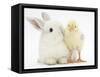 White Rabbit and Yellow Bantam Chick-Mark Taylor-Framed Stretched Canvas