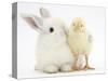 White Rabbit and Yellow Bantam Chick-Mark Taylor-Stretched Canvas