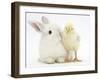 White Rabbit and Yellow Bantam Chick-Mark Taylor-Framed Photographic Print