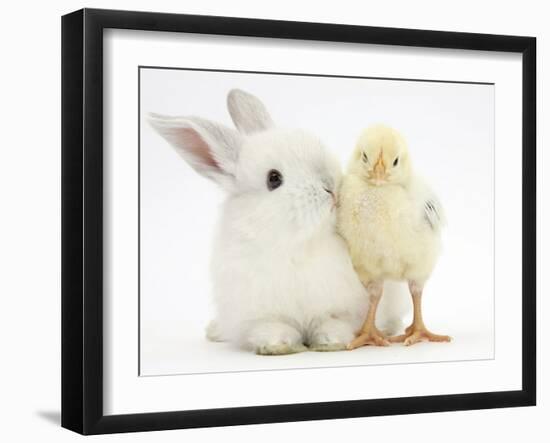 White Rabbit and Yellow Bantam Chick-Mark Taylor-Framed Photographic Print