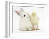 White Rabbit and Yellow Bantam Chick-Mark Taylor-Framed Photographic Print