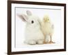 White Rabbit and Yellow Bantam Chick-Mark Taylor-Framed Photographic Print