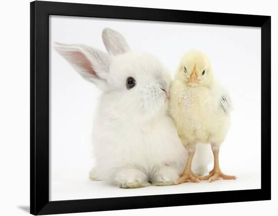 White Rabbit and Yellow Bantam Chick-Mark Taylor-Framed Photographic Print