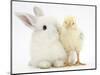 White Rabbit and Yellow Bantam Chick-Mark Taylor-Mounted Photographic Print