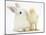 White Rabbit and Yellow Bantam Chick-Mark Taylor-Mounted Photographic Print