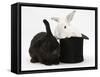 White Rabbit in a Black Top Hat with Black Rabbit-Mark Taylor-Framed Stretched Canvas