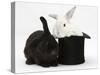 White Rabbit in a Black Top Hat with Black Rabbit-Mark Taylor-Stretched Canvas