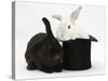 White Rabbit in a Black Top Hat with Black Rabbit-Mark Taylor-Stretched Canvas