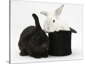 White Rabbit in a Black Top Hat with Black Rabbit-Mark Taylor-Stretched Canvas