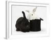 White Rabbit in a Black Top Hat with Black Rabbit-Mark Taylor-Framed Photographic Print