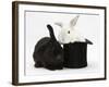 White Rabbit in a Black Top Hat with Black Rabbit-Mark Taylor-Framed Photographic Print