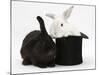 White Rabbit in a Black Top Hat with Black Rabbit-Mark Taylor-Mounted Photographic Print