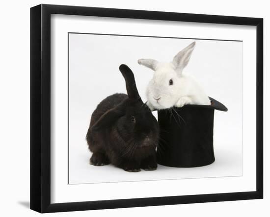 White Rabbit in a Black Top Hat with Black Rabbit-Mark Taylor-Framed Photographic Print