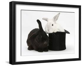 White Rabbit in a Black Top Hat with Black Rabbit-Mark Taylor-Framed Photographic Print