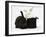 White Rabbit in a Black Top Hat with Black Rabbit-Mark Taylor-Framed Photographic Print