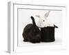 White Rabbit in a Black Top Hat with Black Rabbit-Mark Taylor-Framed Photographic Print