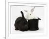 White Rabbit in a Black Top Hat with Black Rabbit-Mark Taylor-Framed Photographic Print