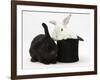 White Rabbit in a Black Top Hat with Black Rabbit-Mark Taylor-Framed Photographic Print