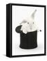 White Rabbit in a Black Top Hat-Mark Taylor-Framed Stretched Canvas