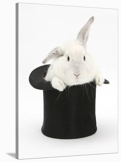 White Rabbit in a Black Top Hat-Mark Taylor-Stretched Canvas