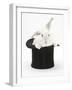 White Rabbit in a Black Top Hat-Mark Taylor-Framed Photographic Print