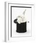 White Rabbit in a Black Top Hat-Mark Taylor-Framed Photographic Print