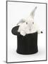 White Rabbit in a Black Top Hat-Mark Taylor-Mounted Photographic Print